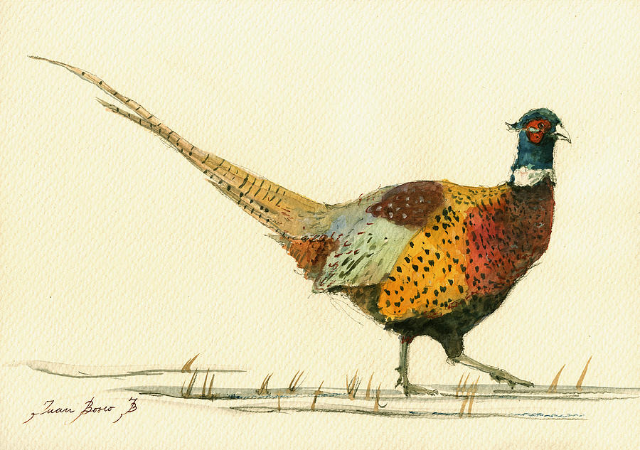 Pheasant Bird Painting - Pheasant bird art by Juan  Bosco