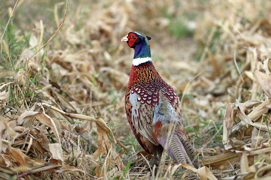Pheasant Photograph by Brook Burling