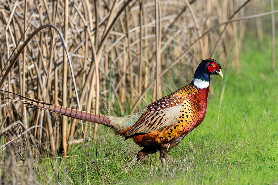 Pheasant Cock Photograph