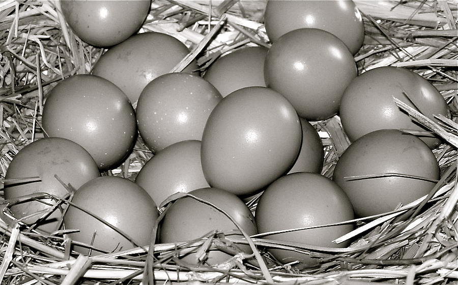Pheasant Eggs Photograph by Karon Melillo DeVega