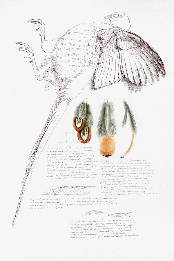 Pheasant Feather Studies Painting by Attila Meszlenyi