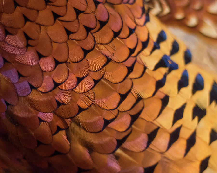 Pheasant Feathers Photograph by David Drew