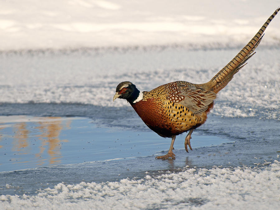 Pheasant Fishing Photograph by James Peterson