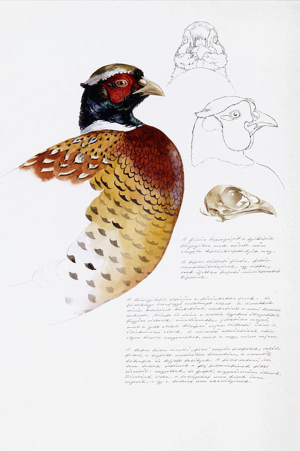 Pheasant Head Studies Painting by Attila Meszlenyi