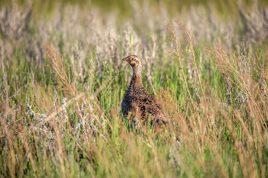 Pheasant Hen Photograph by Todd Klassy