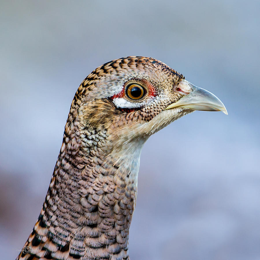 Pheasant Hen Photograph by Torbjorn Swenelius