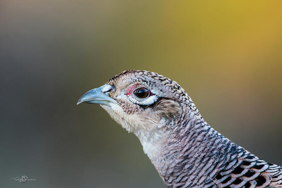 Pheasant Hens Portrait Photograph by Torbjorn Swenelius
