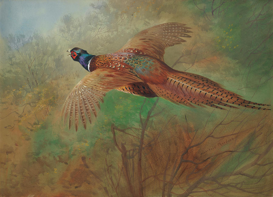 Male Pheasant Bird Detail By Archibald Thorburn Counted Cross Stitch Pattern 