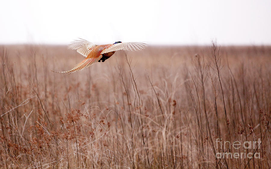 pheasants in flight