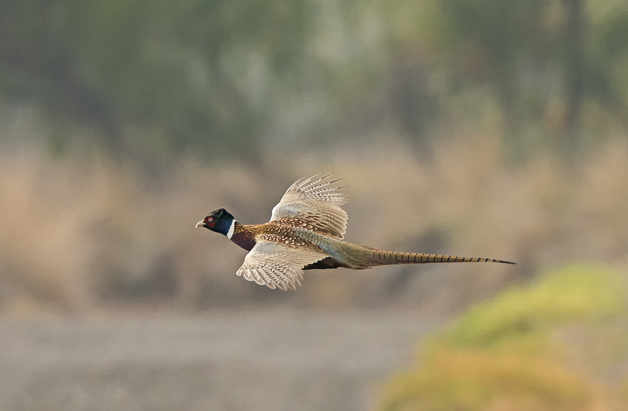 Pheasant in Flight Photograph by Loree Johnson