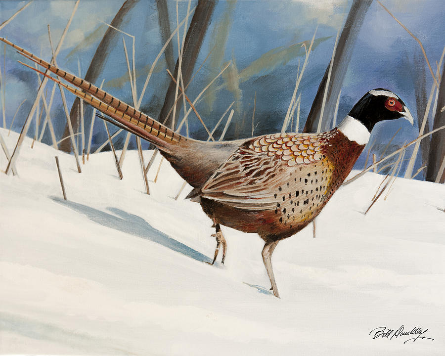 Pheasant In Snow Painting By Bill Dunkley