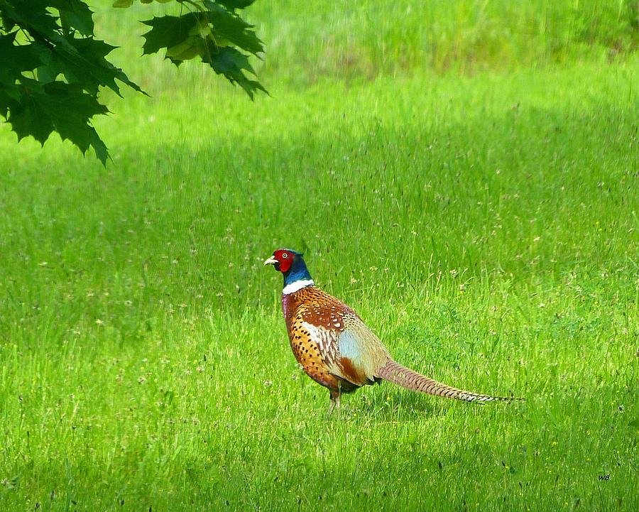 Wildlife Photograph - Pheasant In The Pasture by Will Borden