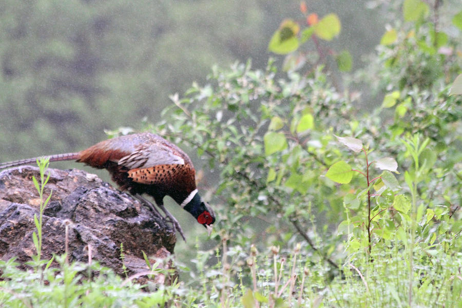 Pheasant in the Rain Photograph by Karol Livote