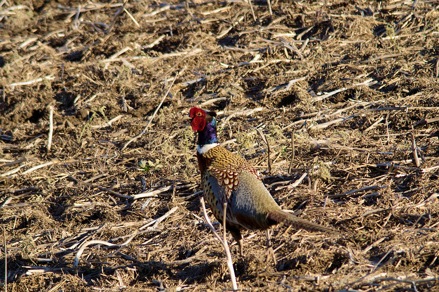 Pheasant Photograph - Pheasant On The Move by Jeff Swan