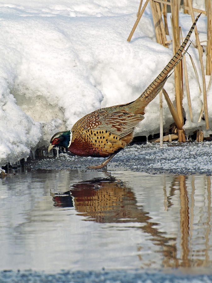 Pheasant Reflection Photograph by James Peterson
