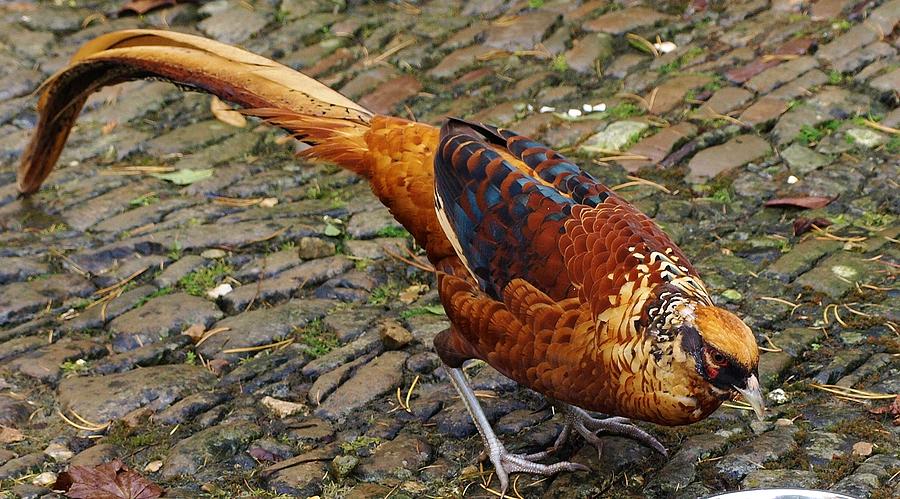 Pheasant Photograph by Richard Brookes