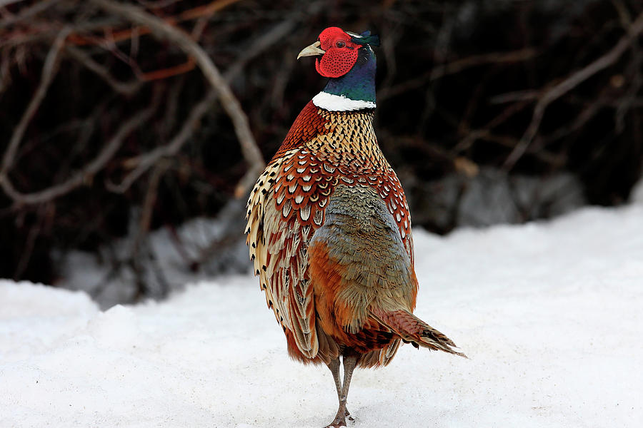 Pheasant Photograph by Ronnie And Frances Howard
