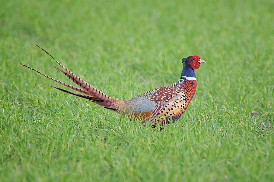 Pheasant Rooster in the Grass Photograph by Loree Johnson