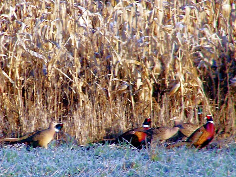 Pheasant Season Photograph by Tracy Siebels