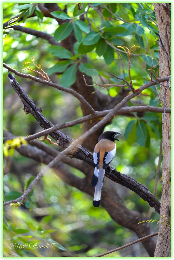Pheasant Photograph by Sonali Gangane