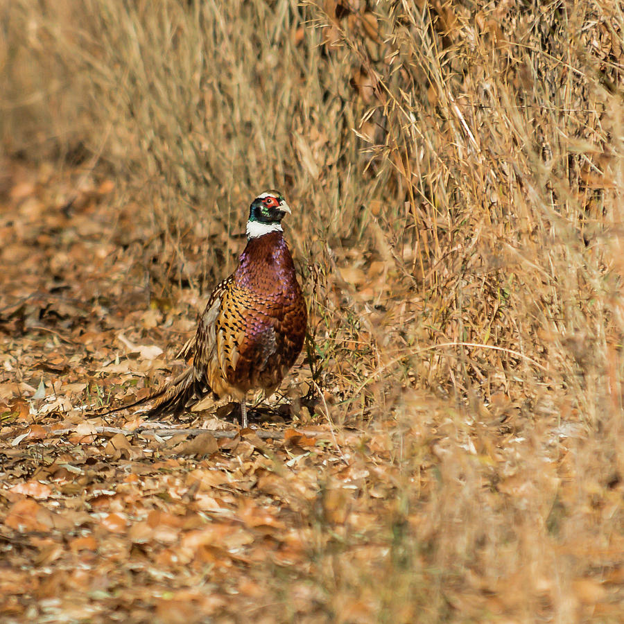 Pheasant Strut Photograph by Yeates Photography