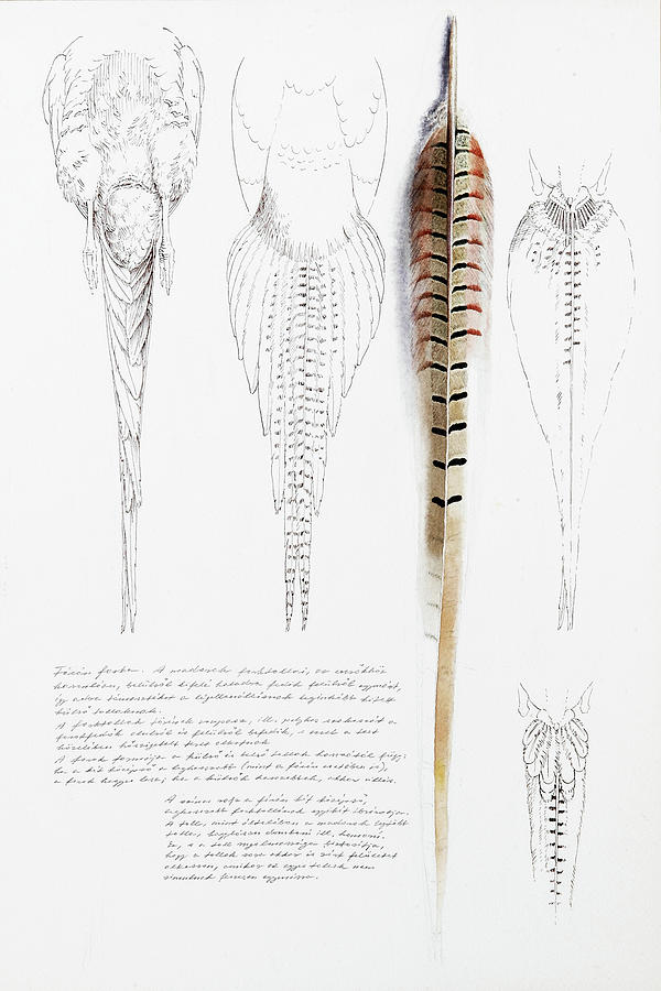 Pheasant Tail Studies Painting by Attila Meszlenyi