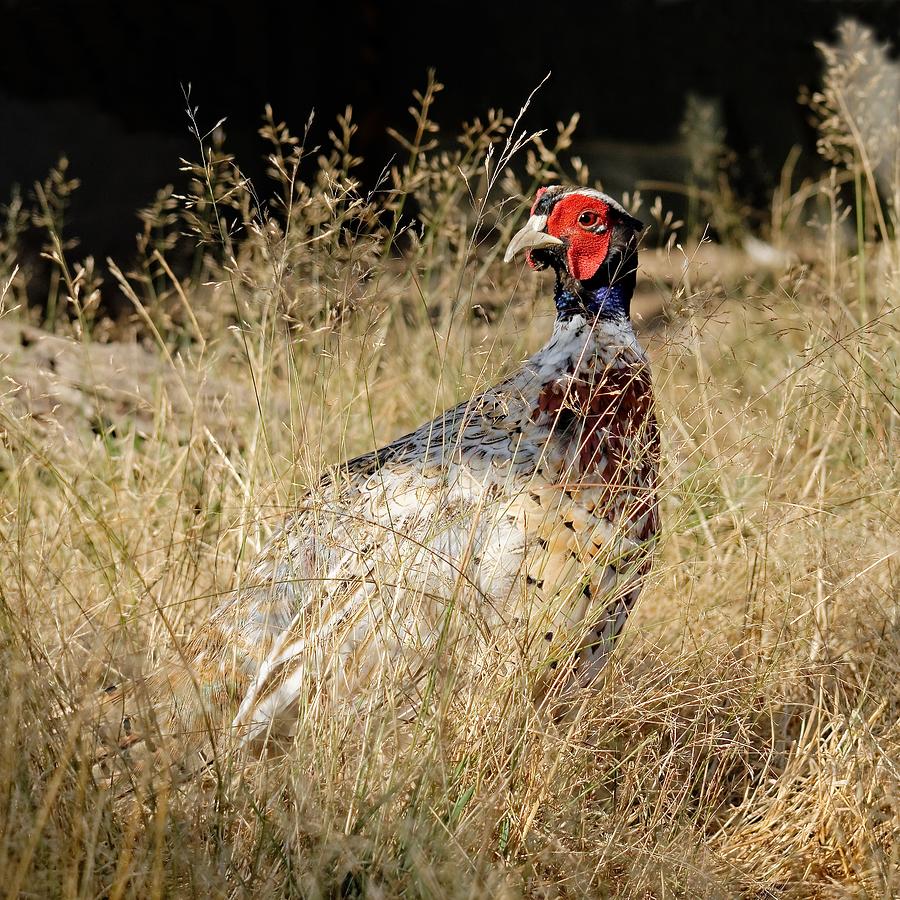 Pheasant Under Grass Photograph by KJ Swan
