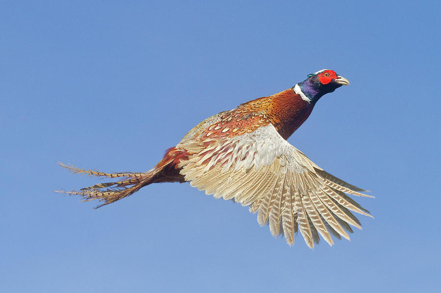 Pheasant Wings Photograph by Mark Miller