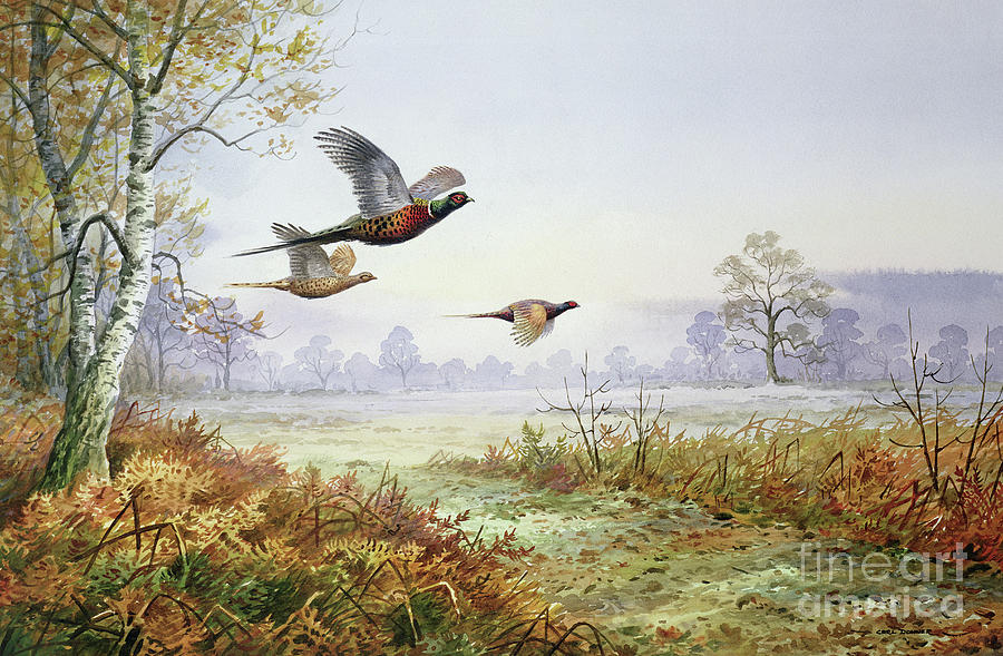 Pheasant Painting - Pheasants in Flight  by Carl Donner