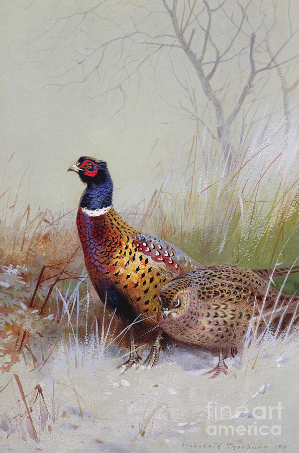 Pheasant Painting - Pheasants in the Snow by Archibald Thorburn