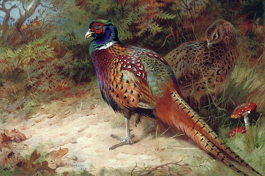 Pheasants in the Woods by Thorburn Mixed Media by Movie Poster Prints