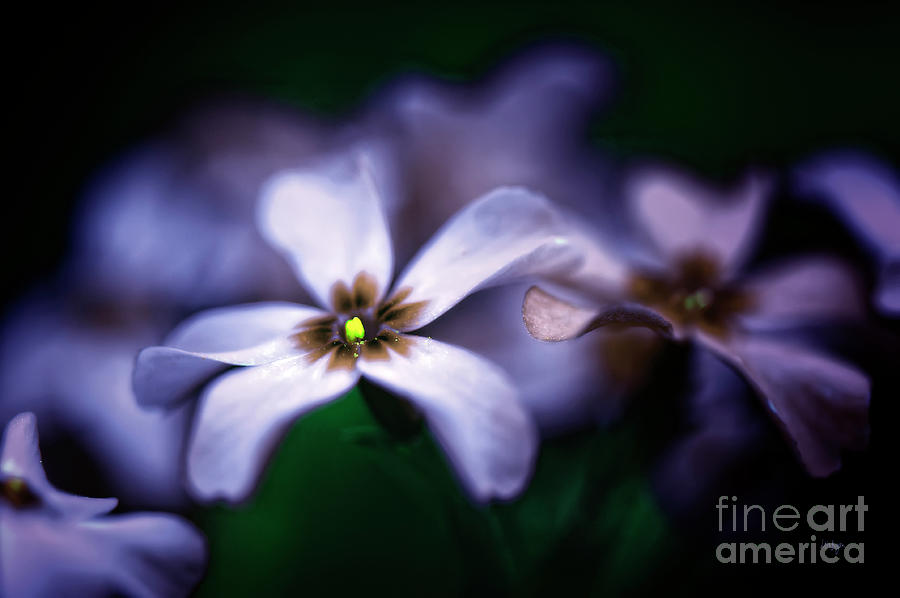 Flower Photograph - Pheeling Phloxy by Lois Bryan