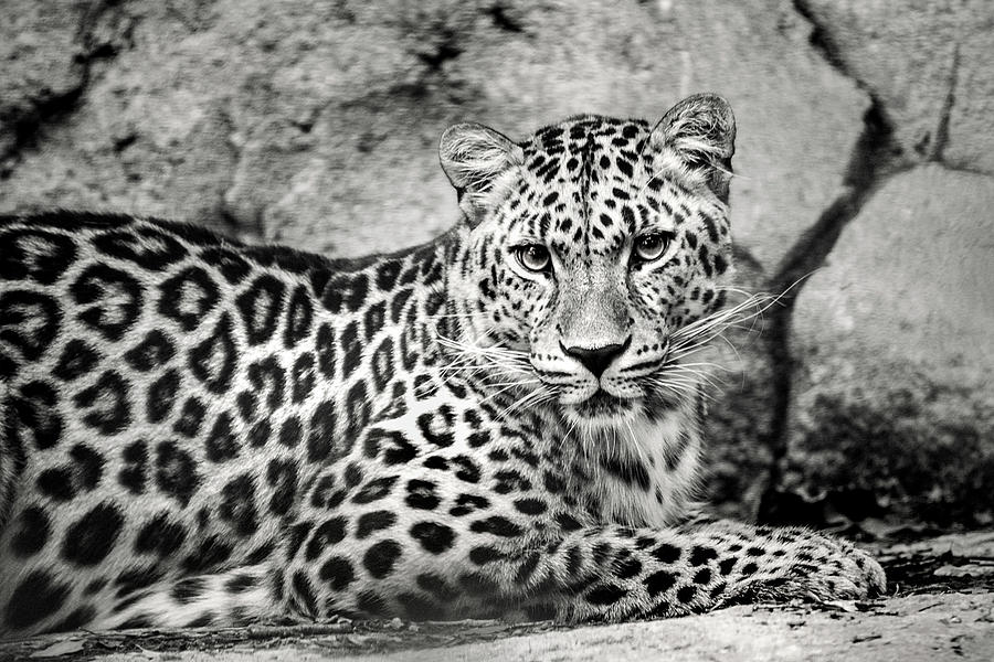 Phila Leopard Photograph by Don Johnson