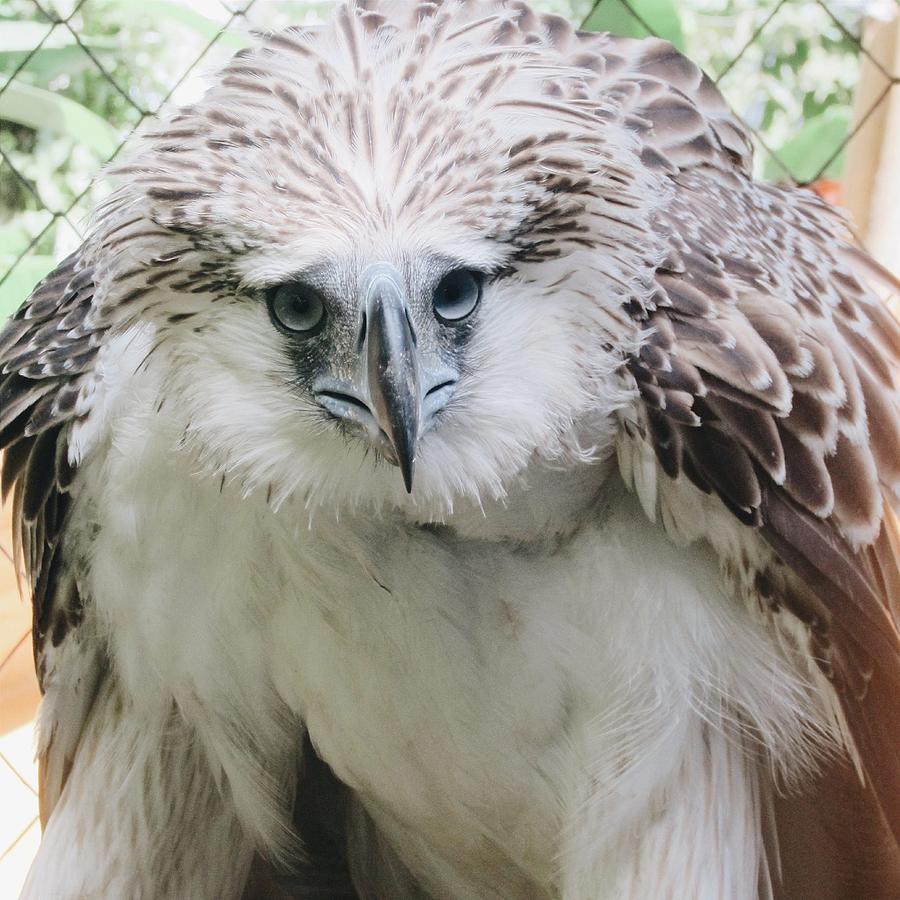 Philipine Eagle Photograph by Benjie Cuevas | Fine Art America