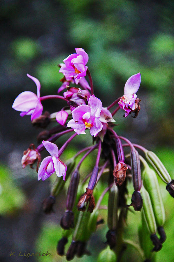 Philippine Orchid Photograph by Kerri Ligatich