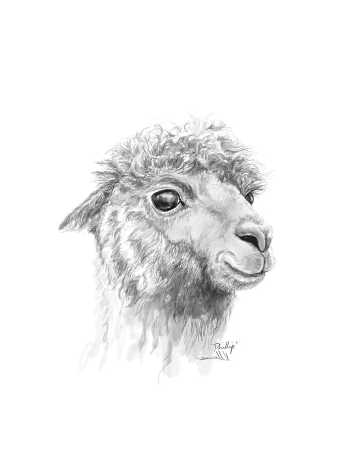 Llama Drawing - Phillip by Kristin Llamas
