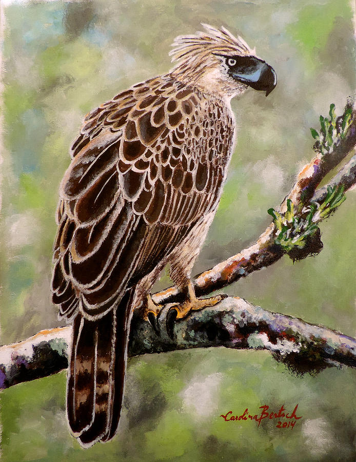 Bird Painting - Phillipines Eagle by Carolina Bertsch