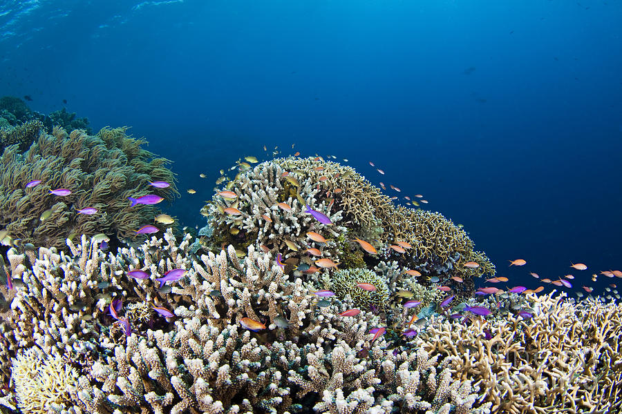 Anthias Photograph - Phillipines Reef by Dave Fleetham - Printscapes