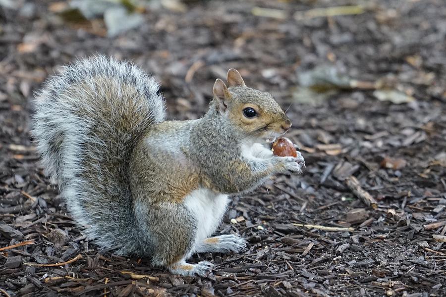 Philly Grey squirrel Photograph by Brooke Bowdren