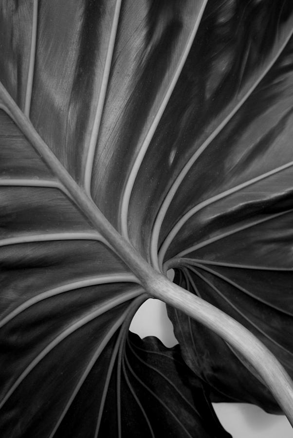 Philodendron giganteum Photograph by Nathan Abbott