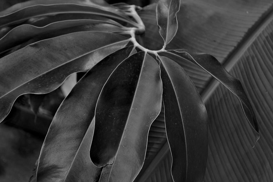 Philodendron goeldii Photograph by Nathan Abbott