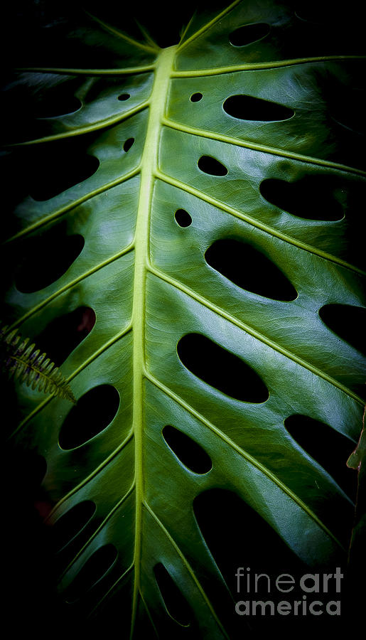 Philodendron Photograph