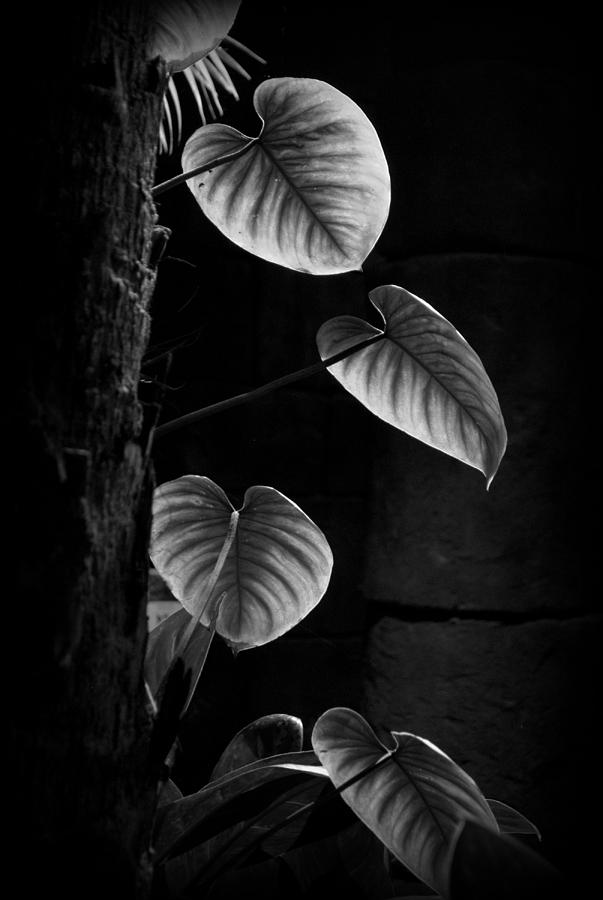 Philodendron sodiroi Photograph by Nathan Abbott