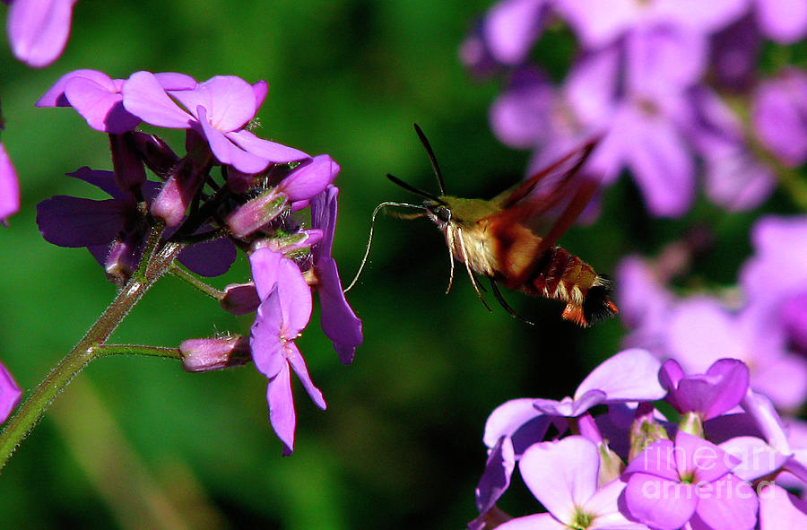 Phlox Feeding Hummingbird Moth Photograph by Deborah Johnson