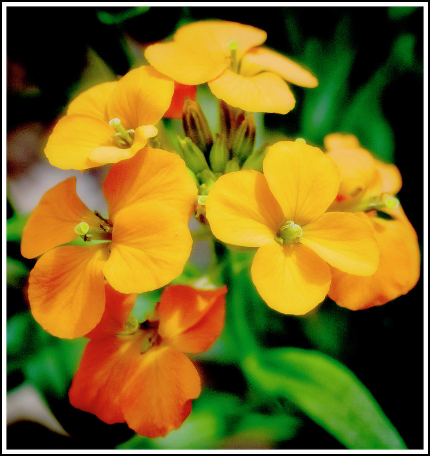 Phlox Flower Cluster Photograph by A Macarthur Gurmankin