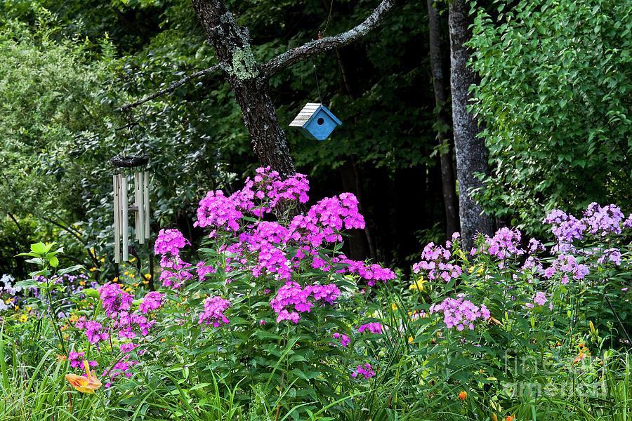 Phlox Garden Scenic Photograph