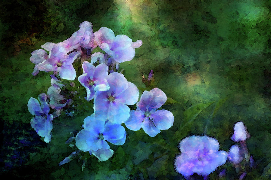 Phlox Impression From The Shadows 1353 IDP_2 Photograph by Steven Ward