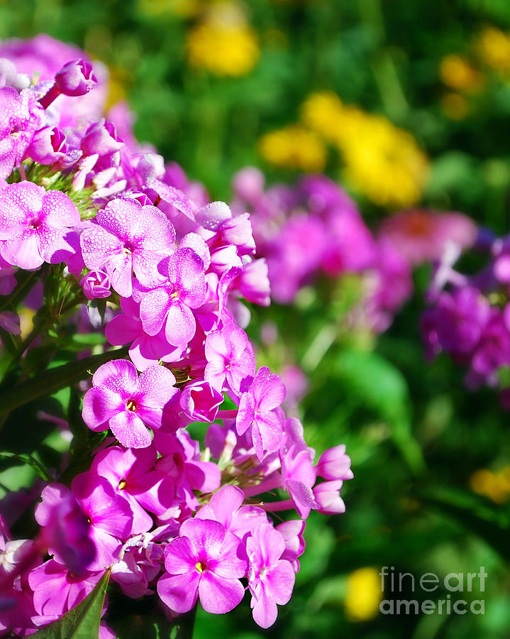 Phlox in Morning Dew 3 Photograph by Lila Fisher-Wenzel