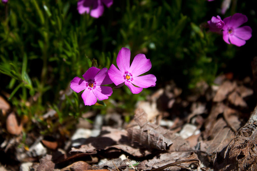 Phlox In Spring #2 Photograph by Jeff Severson