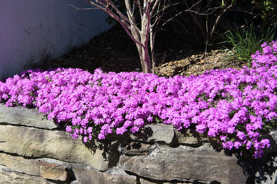 Phlox on stacked stone Photograph by Thomas Whitehurst - Fine Art America